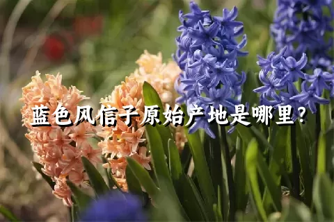 蓝色风信子原始产地是哪里？