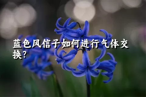 蓝色风信子如何进行气体交换？