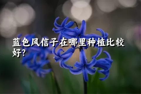 蓝色风信子在哪里种植比较好？