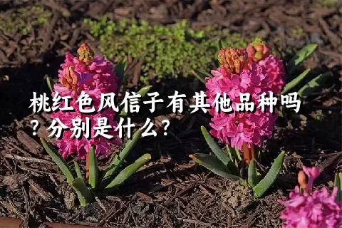 桃红色风信子有其他品种吗？分别是什么？