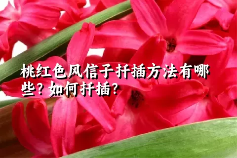 桃红色风信子扦插方法有哪些？如何扦插？