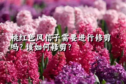桃红色风信子需要进行修剪吗？该如何修剪？