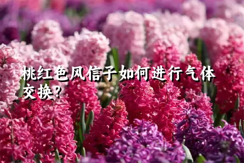 桃红色风信子如何进行气体交换？