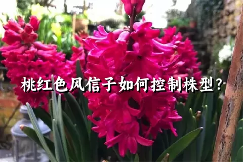 桃红色风信子如何控制株型？