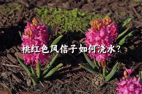 桃红色风信子如何浇水？
