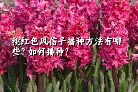 桃红色风信子播种方法有哪些？如何播种？