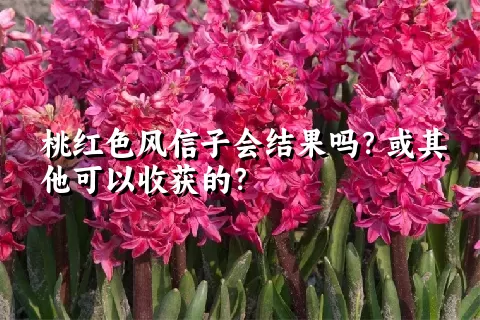 桃红色风信子会结果吗？或其他可以收获的？