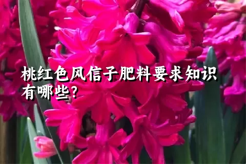 桃红色风信子肥料要求知识有哪些？