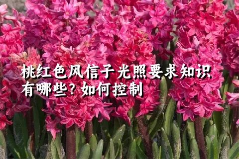 桃红色风信子光照要求知识有哪些？如何控制