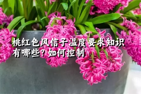 桃红色风信子温度要求知识有哪些？如何控制