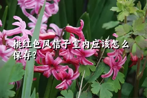 桃红色风信子室内应该怎么保存？