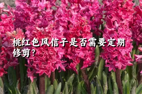 桃红色风信子是否需要定期修剪？