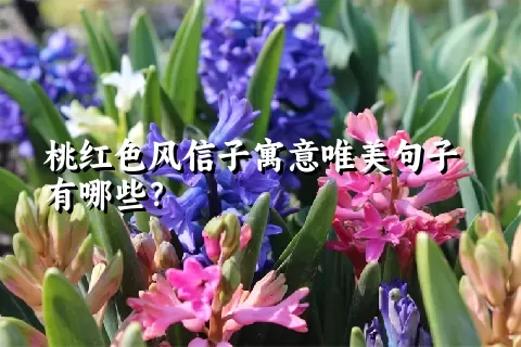 桃红色风信子寓意唯美句子有哪些？