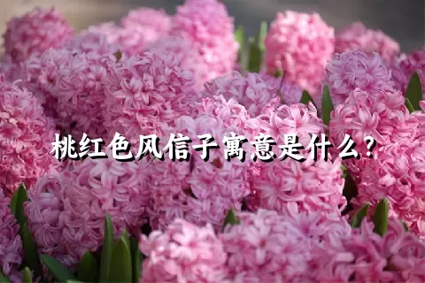 桃红色风信子寓意是什么？
