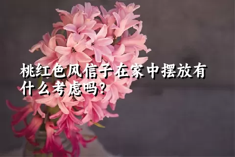 桃红色风信子在家中摆放有什么考虑吗？