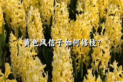 黄色风信子如何修枝？