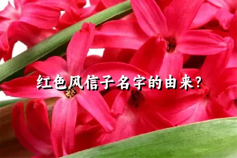红色风信子名字的由来？
