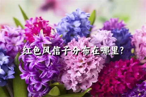 红色风信子分布在哪里?