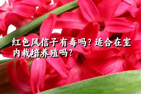 红色风信子有毒吗？适合在室内栽培养殖吗？