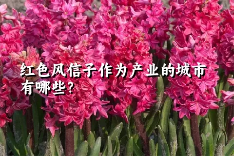 红色风信子作为产业的城市有哪些？