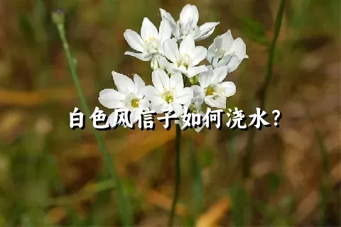 白色风信子如何浇水？