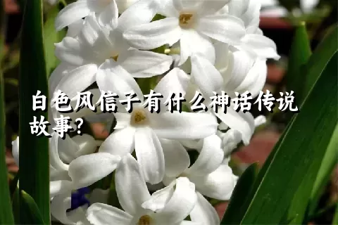 白色风信子有什么神话传说故事？