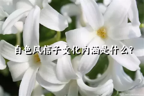 白色风信子文化内涵是什么？