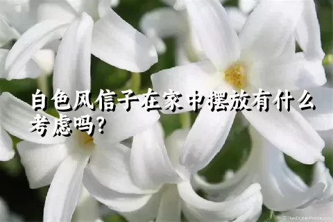 白色风信子在家中摆放有什么考虑吗？