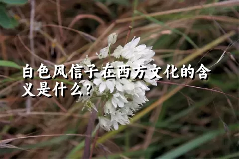 白色风信子在西方文化的含义是什么？