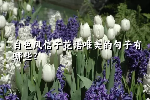白色风信子花语唯美的句子有哪些？