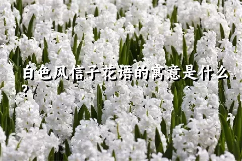 白色风信子花语的寓意是什么？