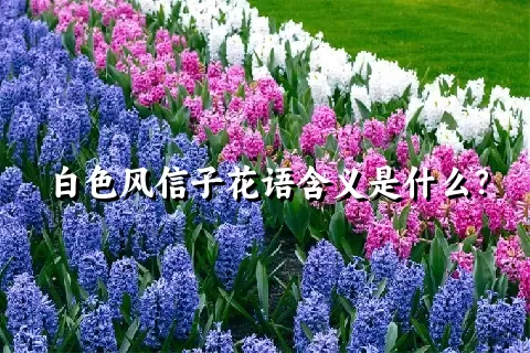 白色风信子花语含义是什么？