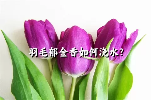 羽毛郁金香如何浇水？