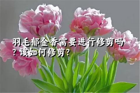 羽毛郁金香需要进行修剪吗？该如何修剪？