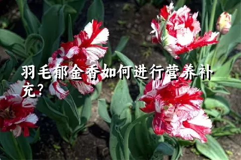 羽毛郁金香如何进行营养补充？