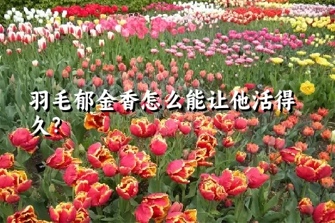 羽毛郁金香怎么能让他活得久？