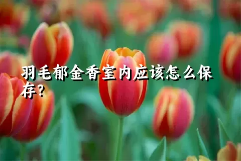 羽毛郁金香室内应该怎么保存？