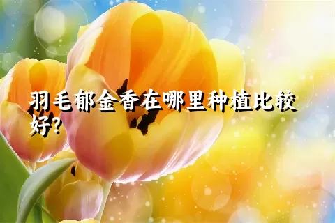 羽毛郁金香在哪里种植比较好？