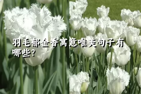 羽毛郁金香寓意唯美句子有哪些？