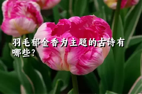 羽毛郁金香为主题的古诗有哪些？