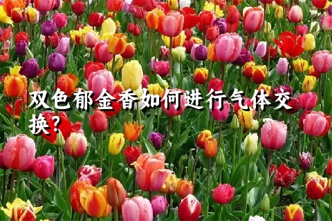 双色郁金香如何进行气体交换？