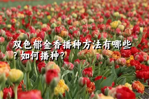 双色郁金香播种方法有哪些？如何播种？