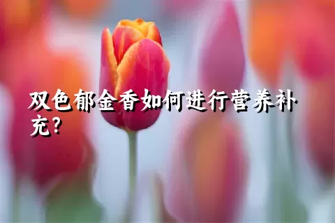 双色郁金香如何进行营养补充？