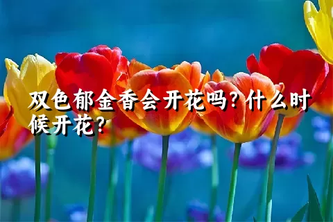 双色郁金香会开花吗？什么时候开花？