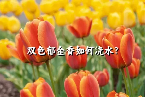 双色郁金香如何浇水？