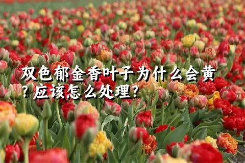 双色郁金香叶子为什么会黄？应该怎么处理？