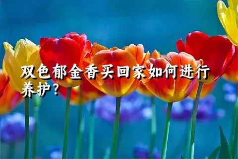 双色郁金香买回家如何进行养护？