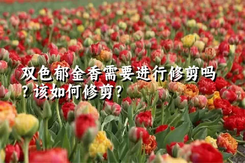 双色郁金香需要进行修剪吗？该如何修剪？