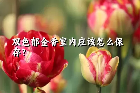 双色郁金香室内应该怎么保存？