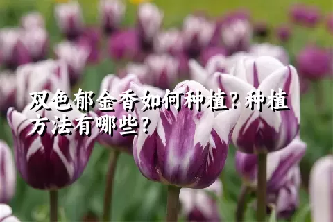 双色郁金香如何种植？种植方法有哪些？